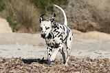 DALMATIEN 119